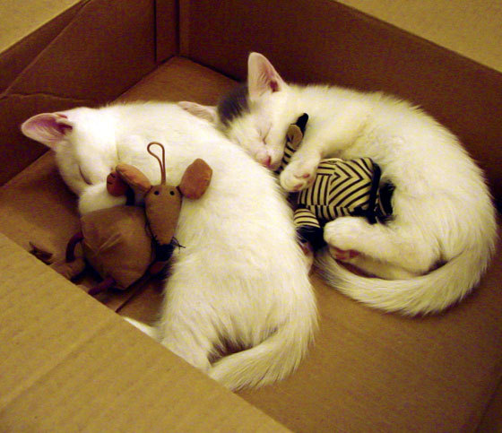 kaiyun登录入口-“青春无敌”全国青少年篮球文化节在杭州激情开幕，搭建交流平台