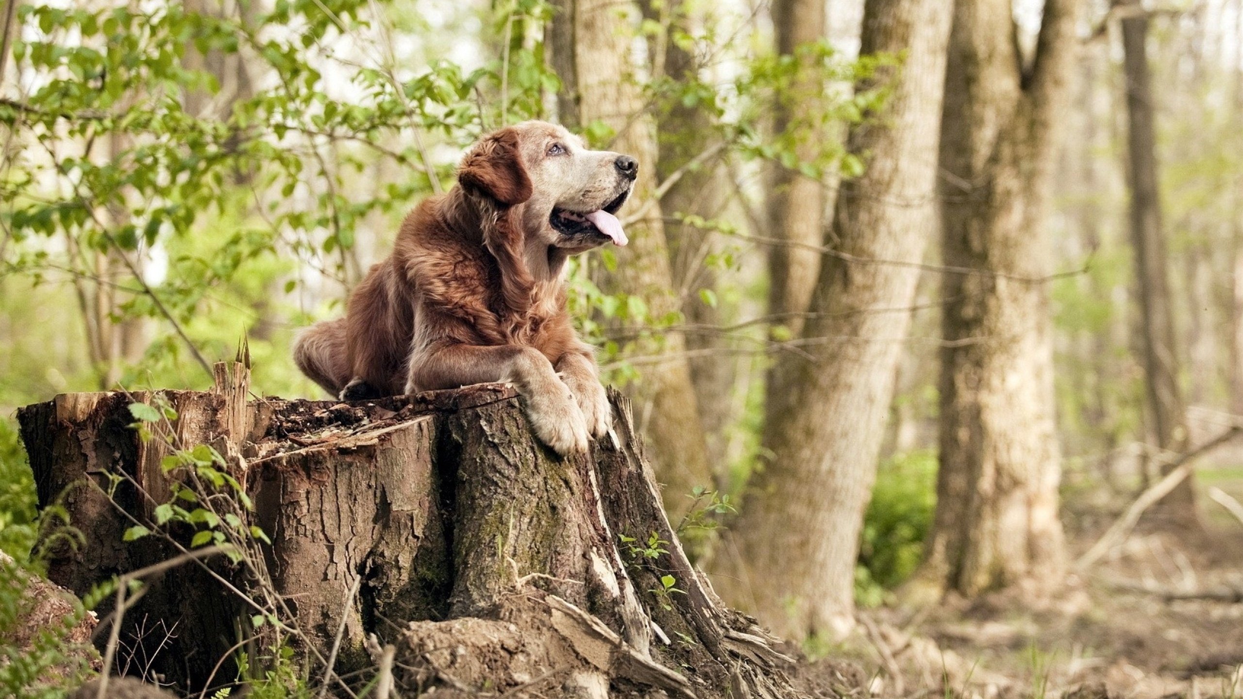 开云体育官方入口-《电竞直播的幕后：主播制作背后的故事》，电竞主播是靠什么赚钱